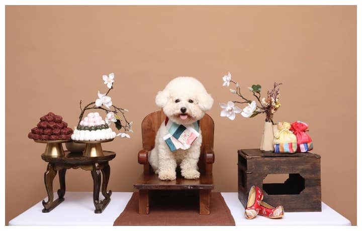 Pets Pose For Chuseok Portraits